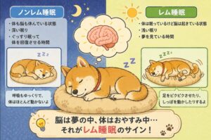 犬や猫が寝ながら動くのはなぜ？夢を見ているサインだった